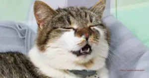 Why Is My Cat Sneezing So Much? 