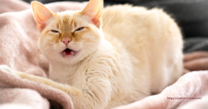 Why Is My Cat Sneezing So Much? 