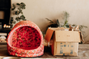 How to Rehome a Cat: A Complete Guide 