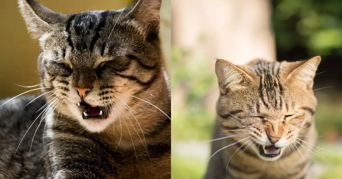 Why Is My Cat Sneezing So Much?