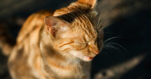 When Is It Too Late to Spay a Cat?