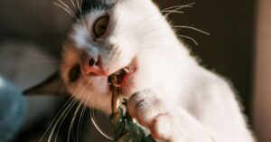 Worms In Your Cat