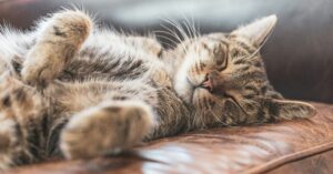 Why Does My Cat Sleep by My Head?