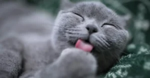 Do Some Cats Not Purr at All?