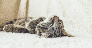 Why Does My Cat Sleep by My Head?