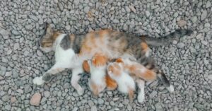 When Is It Too Late to Spay a Cat?