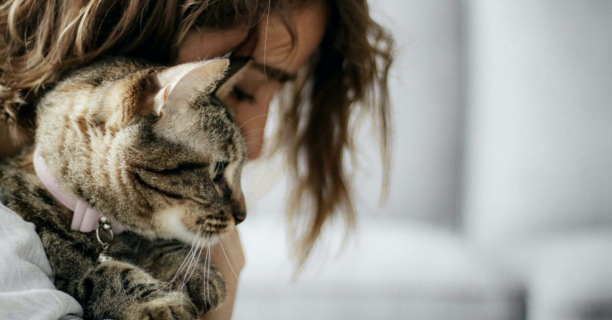 Can Cats Sense Human Emotions Or Not?