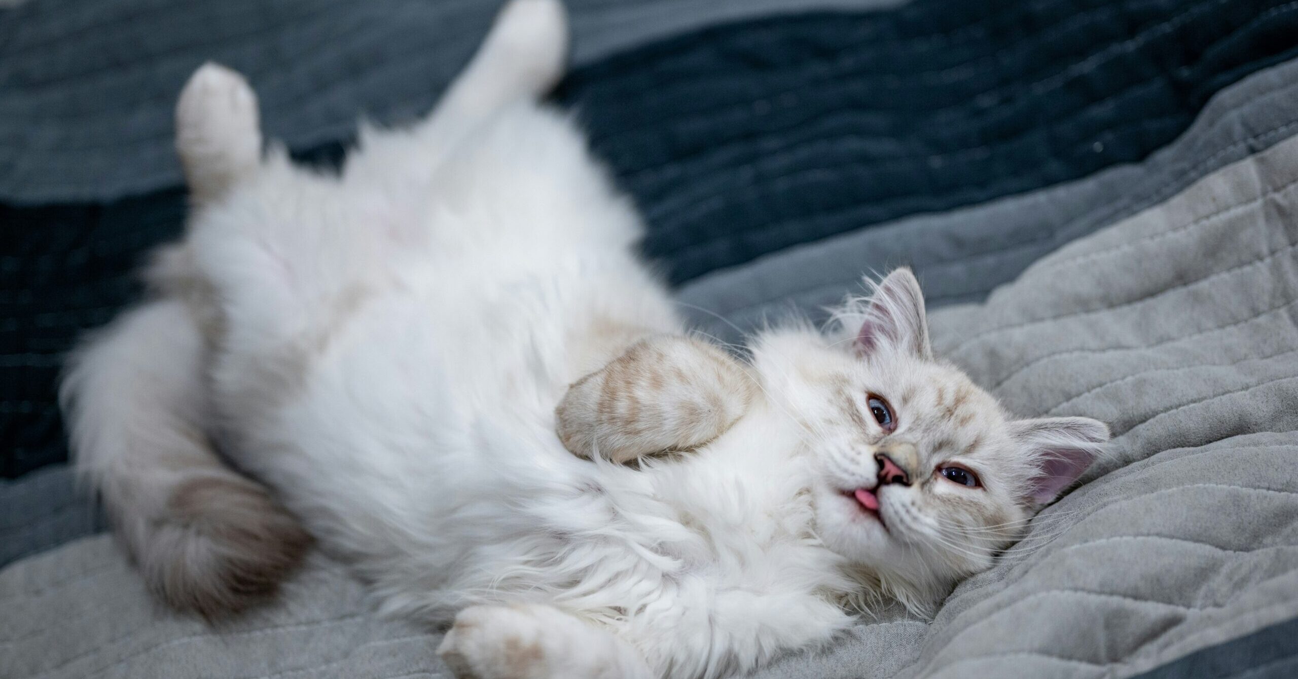 Why Does My Cat Sleep by My Head?