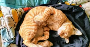 Why Does My Cat Sleep by My Head?