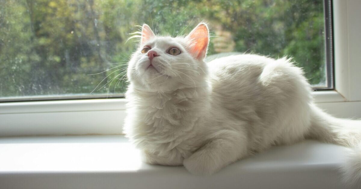 Why Doesn't My Cat Purr?