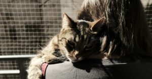 Can Cats Sense Human Emotions Or Not?