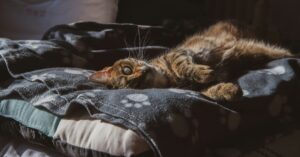 Why Does My Cat Not Purr?