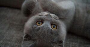 When Is It Too Late to Spay a Cat?