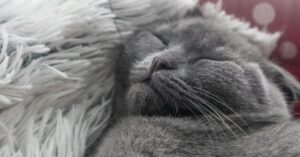 Why Doesn't My Cat Purr?