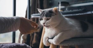 Can Cats Sense Human Emotions Or Not?