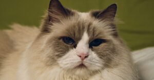 What Can I Do If My cat doesn’t purr?