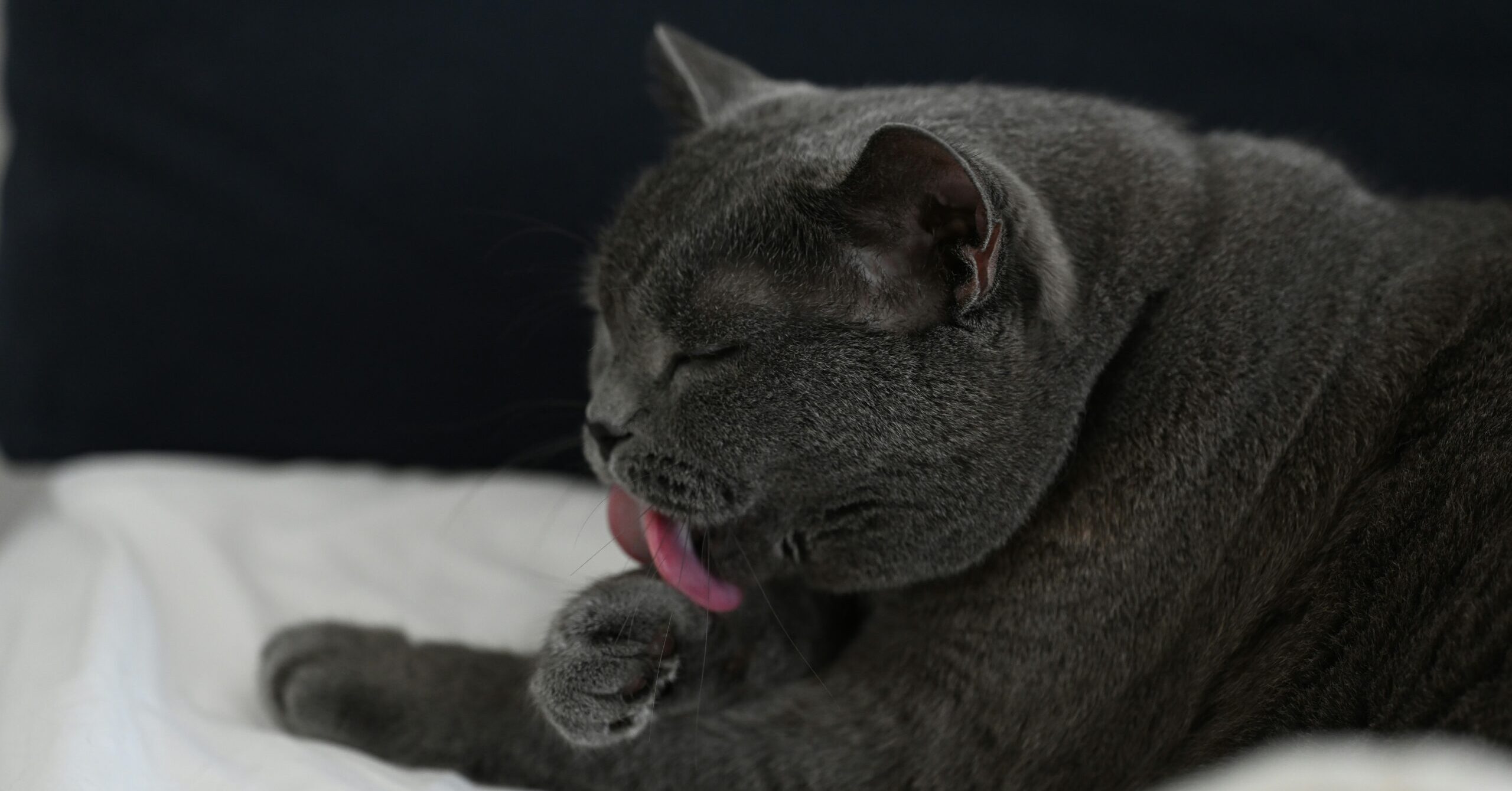 Why Does My Cat Lick My Nose?