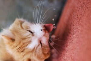 How to Get Rid of Fleas on Cats Without Bathing