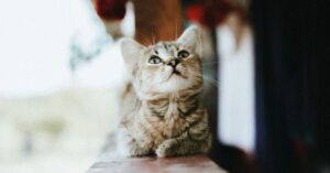 Kitten Spay or Neuter: When to Get Your Cat Fixed, Vet Advice