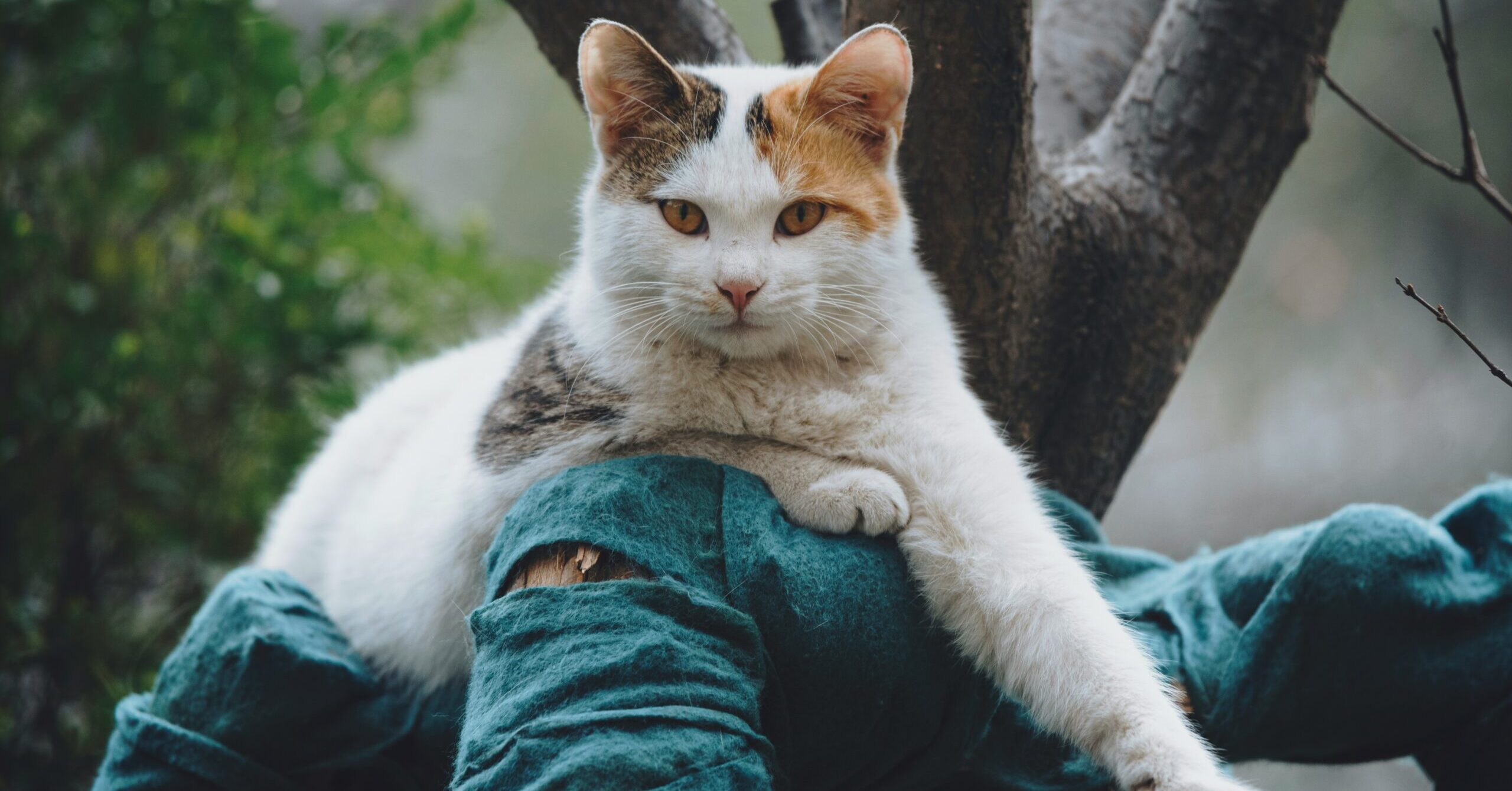 why does my cat sit on me