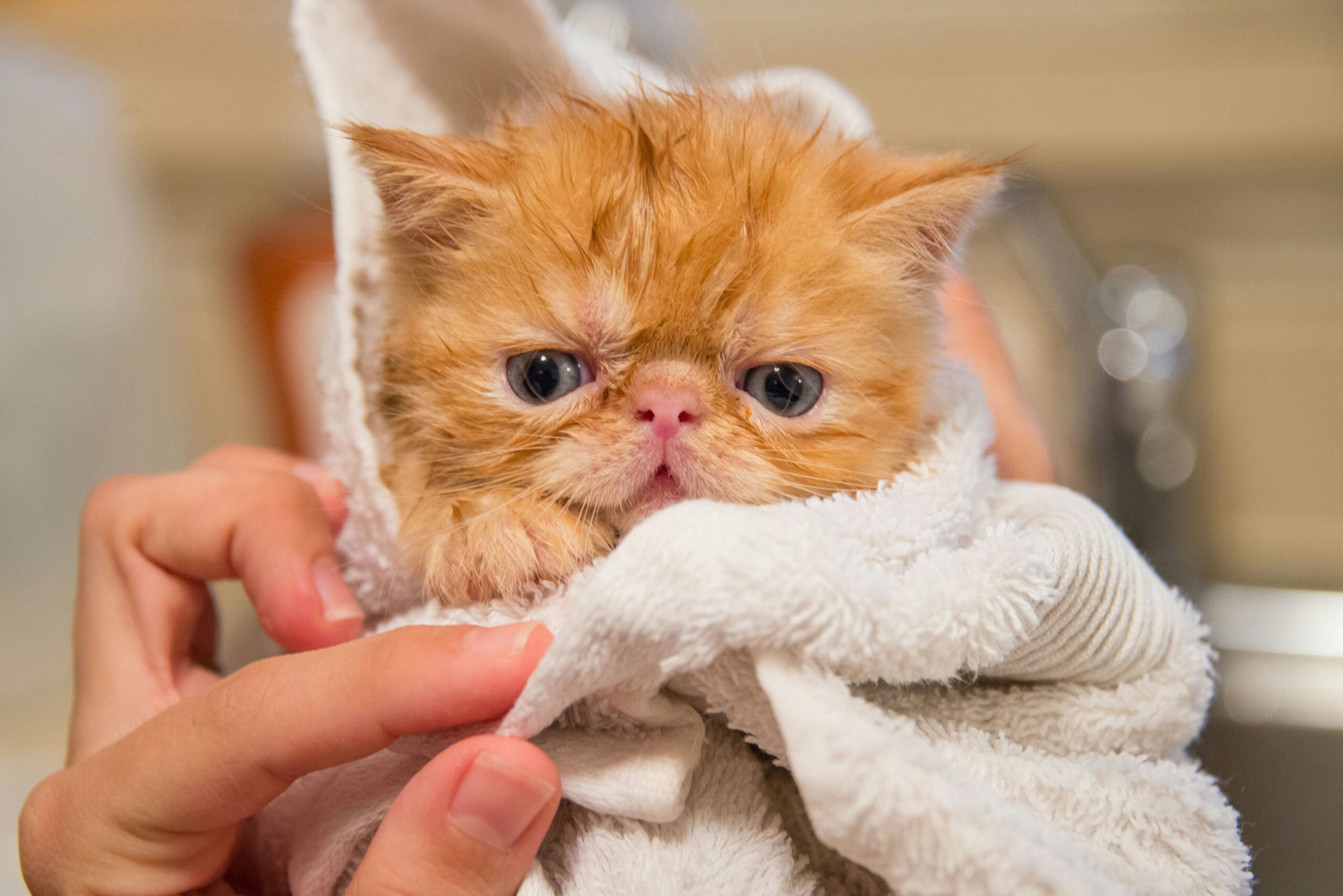 How to Get Rid of Fleas on Cats Without Bathing