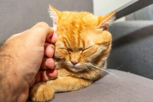How to Get Rid of Fleas on Cats Without Bathing