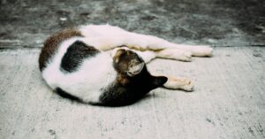 Kitten Spay or Neuter: When to Get Your Cat Fixed, Vet Advice