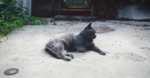 Kitten Spay or Neuter: When to Get Your Cat Fixed, Vet Advice