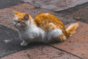 Why is My Cat So Small? Key Factors You Need to Know