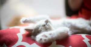 Removing Cat Pee: How to Remove Smell Out of Clothes