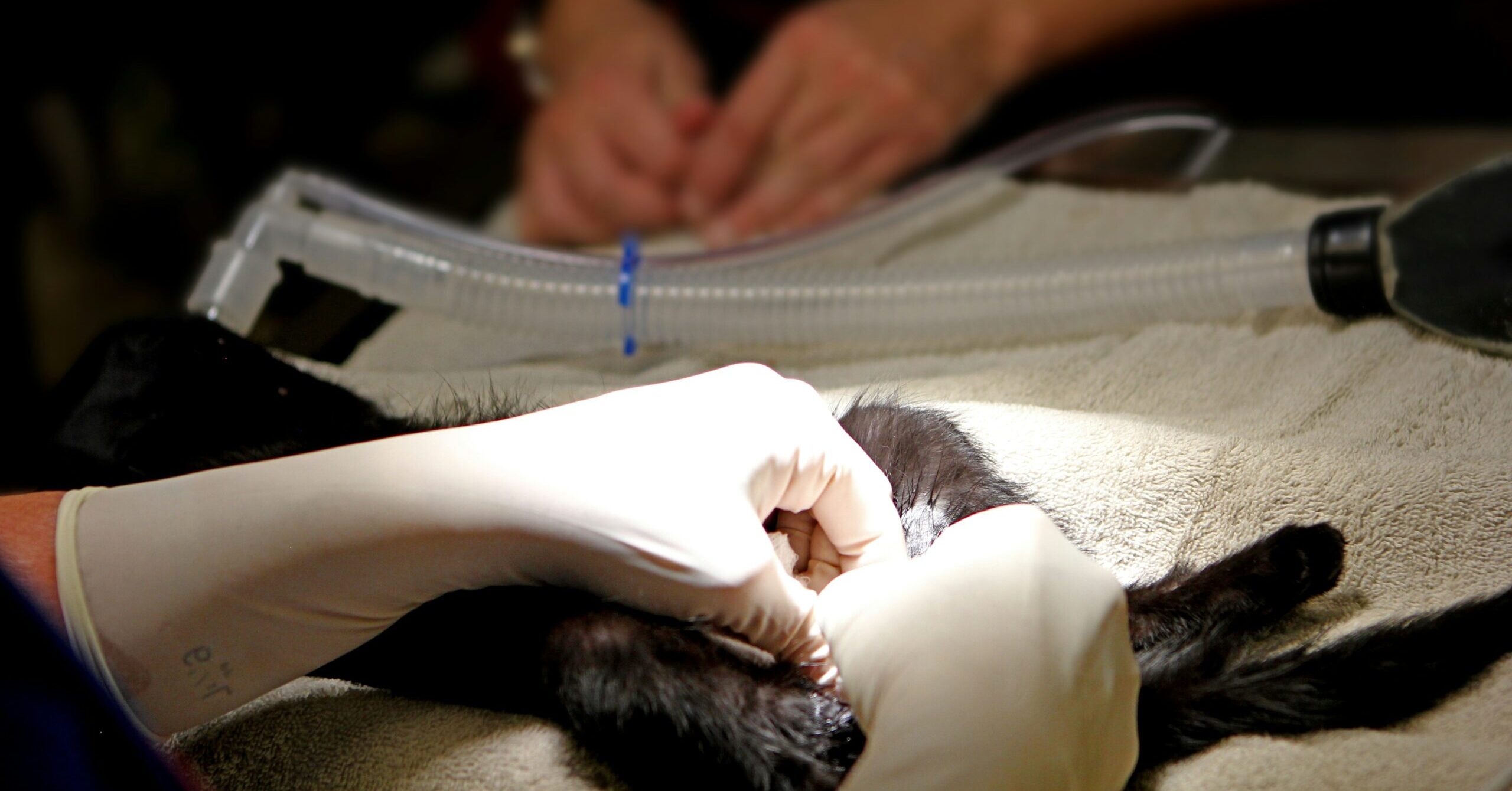 Kitten Spay or Neuter: When to Get Your Cat Fixed, Vet Advice