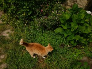 How to Get Rid of Fleas on Cats Without Bathing