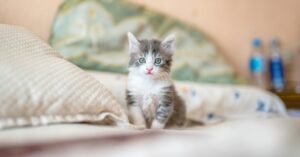 Removing Cat Pee: How to Remove Smell Out of Clothes