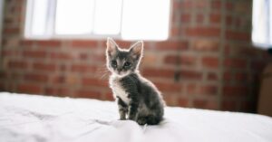 Why is My Cat So Small? Key Factors You Need to Know