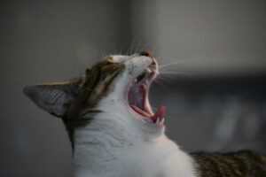 Why is my cat breathing heavy, what should i do then?