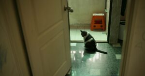 Removing Cat Pee: How to Remove Smell Out of Clothes