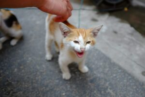 How to Get Rid of Fleas on Cats Without Bathing