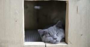 how do I know if my cat is dying