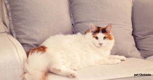 How Long Can You Leave a Cat Alone at Home?