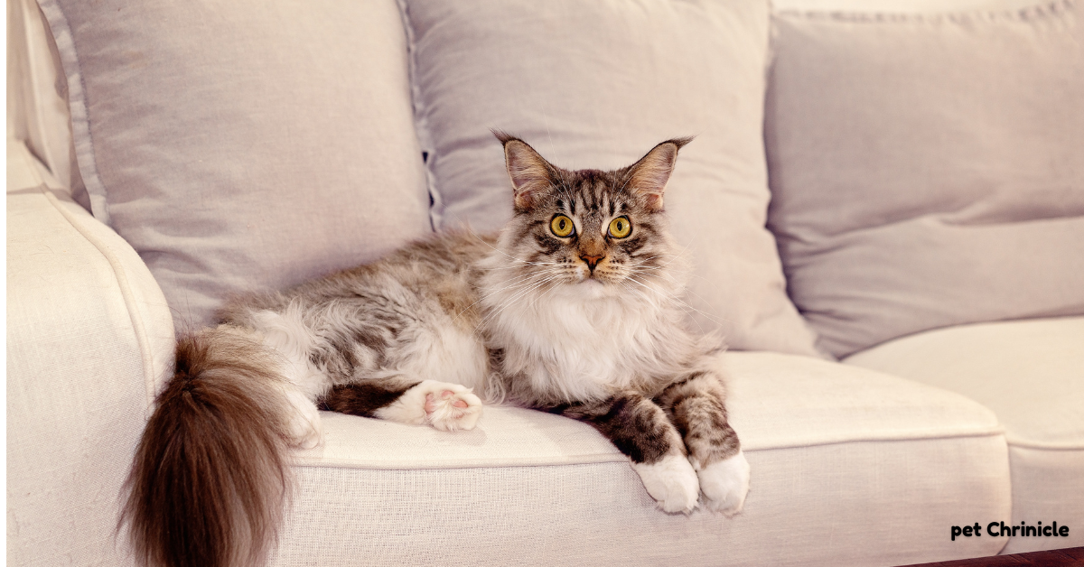 Brown Ragdoll Cats – The Gentle, Chocolate-Coated Companions