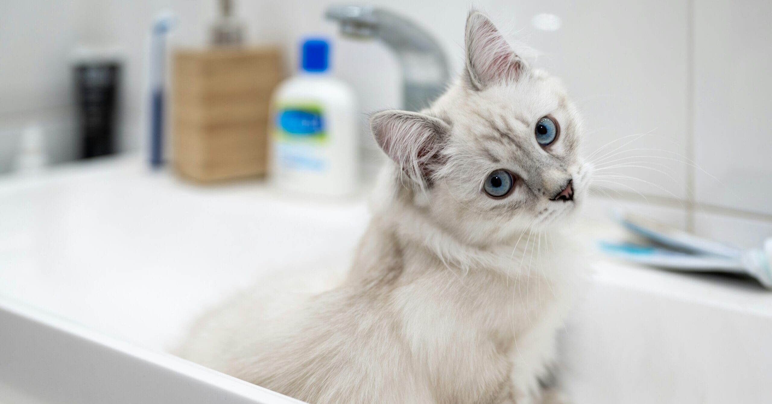 Removing Cat Pee: How to Remove Smell Out of Clothes