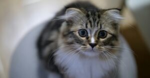 Removing Cat Pee: How to Remove Smell Out of Clothes