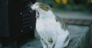 Kitten Spay or Neuter: When to Get Your Cat Fixed, Vet Advice