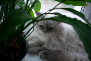 How to Get Rid of Fleas on Cats Without Bathing