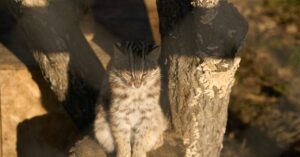 Why Is My Cat Dry Heaving