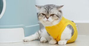 How long can a cat go without peeing