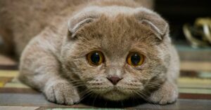 cat sneezing and watery eyes